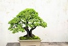 The Art of the Bonsai